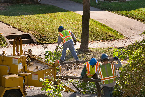 Best Tree Trimming and Pruning  in Percy, IL