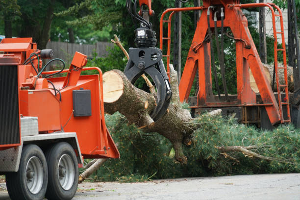 Best Lawn Watering Services  in Percy, IL