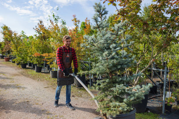 Best Arborist Consultation Services  in Percy, IL