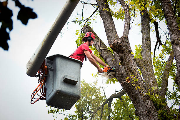 Best Tree Disease Treatment  in Percy, IL