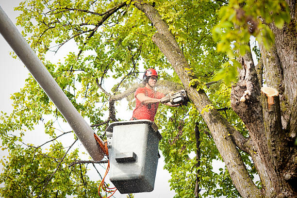 Best Palm Tree Trimming  in Percy, IL