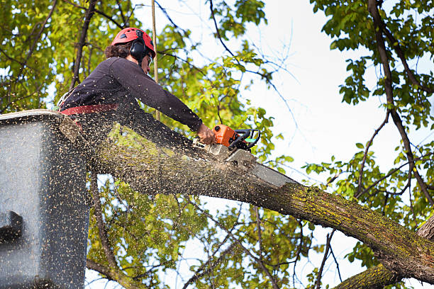 Best Firewood Processing and Delivery  in Percy, IL